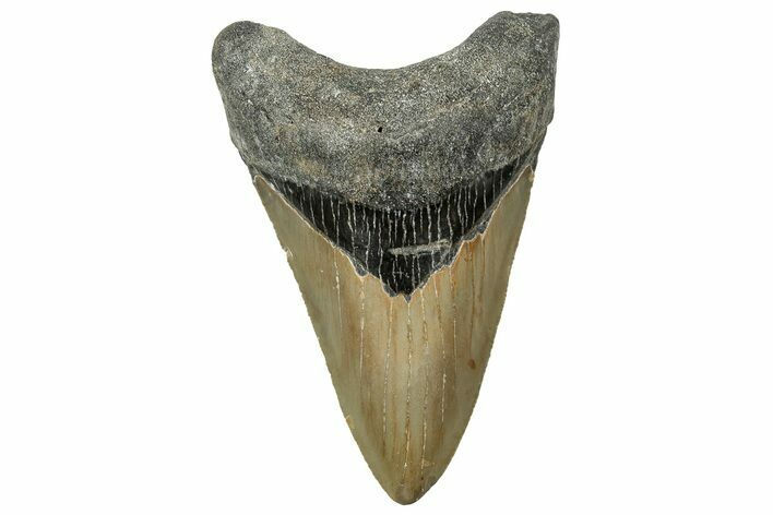 Serrated, Fossil Megalodon Tooth - North Carolina #328264